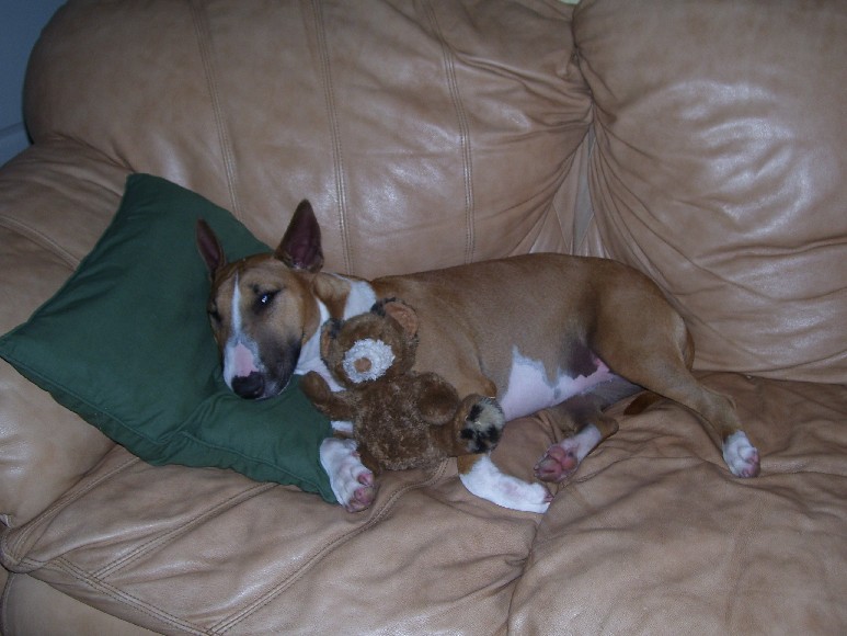 Pet Sitting