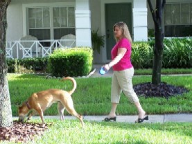 Pet Sitting
